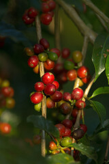Wild arabica coffee plants with red coffee cherries in the mountaine rain forest of Kaffa