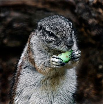 African ground squirrel eats cucumber. Latin name - Xerus inaurus
