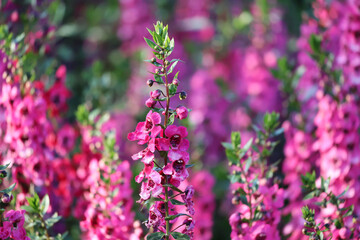 Obraz premium Pink Angelonia flowers are in full bloom in the entire plot in the soft evening sunlight.