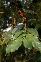 Wild arabica coffee plants with red coffee cherries in the mountaine rain forest of Kaffa