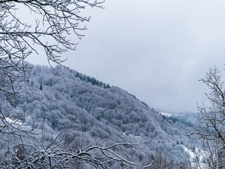 Misty winter Carpathian Mountains view fog landscape. Snowy spruce pine forest in Carpathians. Fir trees with white snow