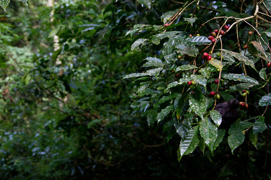 Wild arabica coffee plants with red coffee cherries in the mountaine rain forest of Kaffa