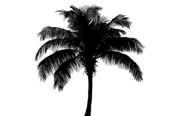 a silhouette of a palm tree