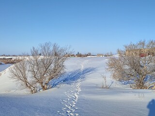 trees in the snow