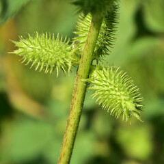 Xanthium strumarium rough cocklebur Noogoora burr,plant of the family Asteraceae