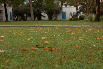 Autumn leaves lie on the ground. Dry autumn leaves on rain-wet ground