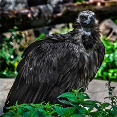 Cinereous vulture also known as the black vulture, monk vulture, or Eurasian black vulture. Latin name - Aegypius monachus