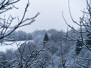 Misty winter Carpathian Mountains view fog landscape. Snowy spruce pine forest in Carpathians. Fir trees with white snow