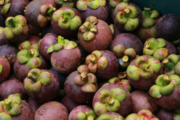 
Several fresh mangosteens just harvested from the mangosteen garden. in the southern region of Thailand