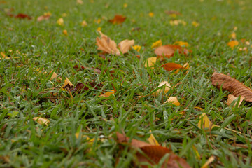 bright autumn dry leaves lie on green grass. Bottom view