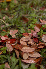 bright autumn dry leaves lie on green grass. Raindrops on the leaves. Wet grass.Bottom view