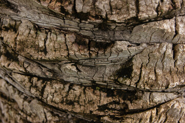 Tree bark. Tree bark texture. tree trunk