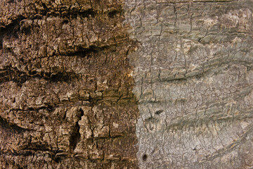Tree bark. Tree bark texture. tree trunk