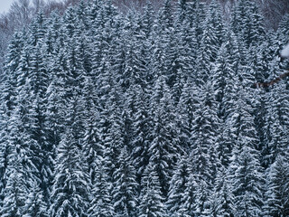 Misty winter Carpathian Mountains view fog landscape. Snowy spruce pine forest in Carpathians. Fir trees with white snow