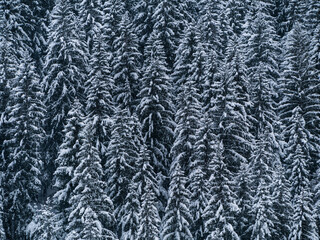 Misty winter Carpathian Mountains view fog landscape. Snowy spruce pine forest in Carpathians. Fir...