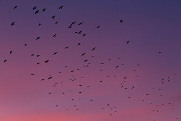 Eine Gruppe Saatkrähen am rosafarbenen Abendhimmel