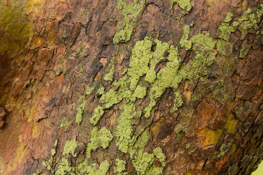 Tree bark. Tree bark texture. tree trunk