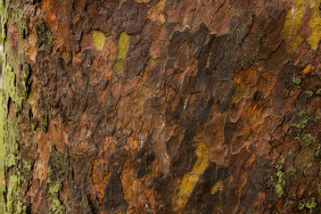 Tree bark. Tree bark texture. tree trunk