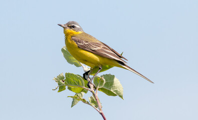 yellow backed shrike