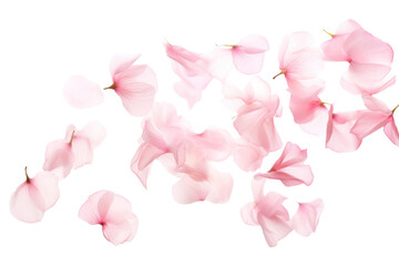 PNG Pink petals flower plant inflorescence.