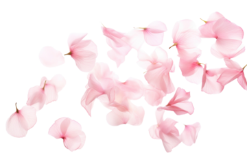 PNG Pink petals flower plant inflorescence.