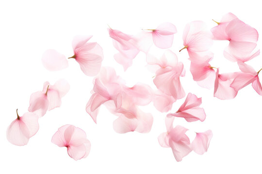 PNG Pink petals flower plant inflorescence.