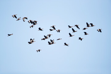 Ein Schwarm Nördliche Herbstpfeifgänse, auch Rotschnabelpfeifgans oder Rotschnabel-Pfeifgans, (dendrocygna autumnalis ssp. fulgens) genannt im Flug