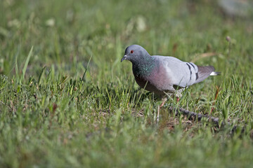 hill pigeon or  white-tailed rock-dove (columba rupestris) searching for food on the ground