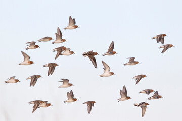 A flock of red-necked stints (calidris ruficollis) in flight