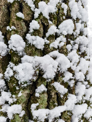 A tree trunk covered in snow and moss