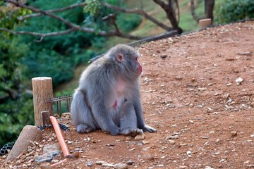 A Japanese macaque, also known as a snow monkey, perches gracefully on a wooden post in a natural...