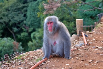 A Japanese macaque, also known as a snow monkey, perches gracefully on a wooden post in a natural environment. The monkey’s red face contrasts beautifully with its thick fur and the lush green forest 