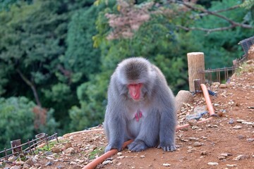 A Japanese macaque, also known as a snow monkey, perches gracefully on a wooden post in a natural...