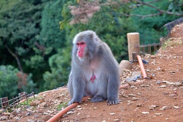 A Japanese macaque, also known as a snow monkey, perches gracefully on a wooden post in a natural environment. The monkey’s red face contrasts beautifully with its thick fur and the lush green forest 