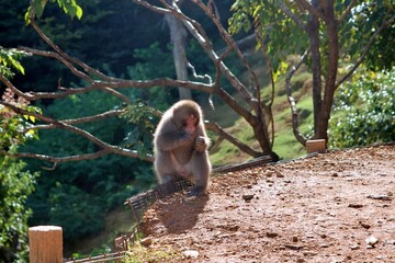 Fototapeta premium A Japanese macaque, also known as a snow monkey, perches gracefully on a wooden post in a natural environment. The monkey’s red face contrasts beautifully with its thick fur and the lush green forest 