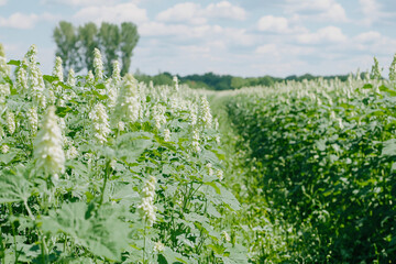 a verdant hop field, dramatic cloudscape creating atmospheric agricultural landscape
