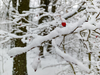 A branch covered in snow with red berries on it