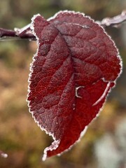 macro view of frost on red leaf, winter