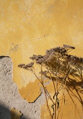 Delicate dried wildflowers stand against a textured, weathered yellow and ochre wall.