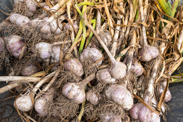 Harvest of harvested garlic in a wheelbarrow, garlic background