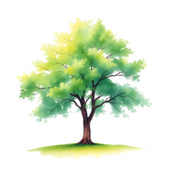 Green tree isolated
