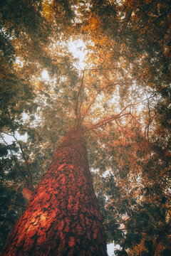 Looking up into the treetops. Photo of a treetop with sunrays in midsummer in the great outdoors. Idyllic solitude in peaceful silence.