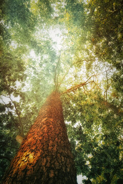 Looking up into the treetops. Photo of a treetop with sunrays in midsummer in the great outdoors. Idyllic solitude in peaceful silence.