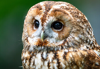 The Tawny Owl (Strix aluco), also called the Brown Owl.