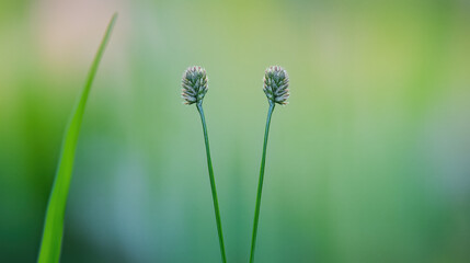 Grasslands showcase two delicate flower spikes rising gracefully from vibrant green foliage, embodying natures intricate beauty and tranquility.