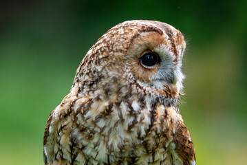 The Tawny Owl (Strix aluco), also called the Brown Owl.