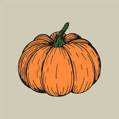 Pumpkin sketch outline illustration in color. Simple doodle drawing in engraving style. Hand drawn vector line art clipart isolated on white background