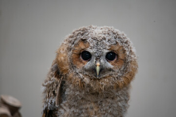 The Tawny Owl (Strix aluco), also called the Brown Owl.