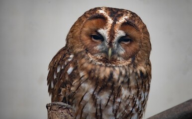 The Tawny Owl (Strix aluco), also called the Brown Owl.