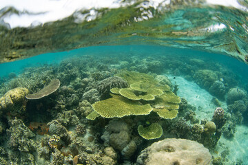 Healthy, reef-building corals thrive just under the surface of Lembeh Strait, Indonesia. This area, in North Sulawesi, harbors extraordinary marine biodiversity and is a popular diving destination.